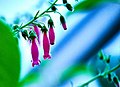 Bei Vanhouttea pendula stehen die Blüten paarweise. Passt also nicht 100%ig. [1] flick