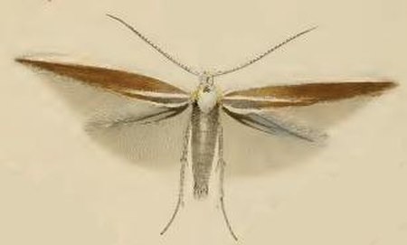 Coleophora_genistae