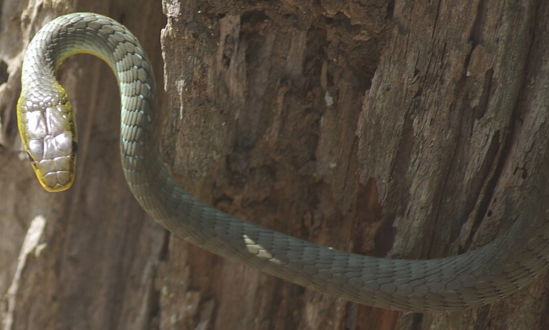 File:CommonTreeSnake.JPG