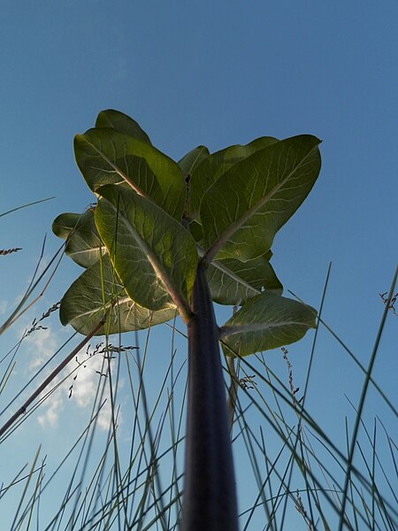 File:Common Milkweed (Asclepias syriaca) - Guelph, Ontario 2014-07-05 (03).jpg