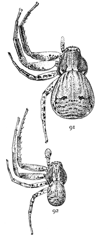 <i>Xysticus gulosus</i> Species of spider