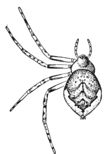 Yaygın Örümcekler ABD 303 Euryopis funebris.png