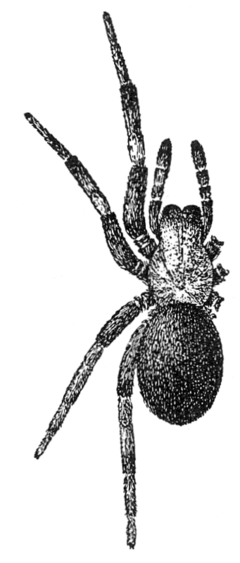 Description de l'image Common Spiders U.S. 493 Titanoeca americana.png.