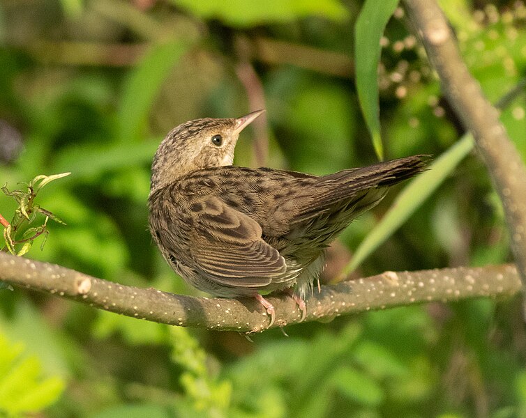 File:Common grasshopper warbler 46.jpg