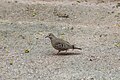 Common ground-dove (46186609184).jpg