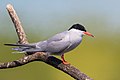 * Nomination Common tern (Sterna hirundo) on a branch in Gennevilliers, France. --Alexis Lours 23:19, 20 April 2022 (UTC) * Promotion  Support Good quality. --Virtual-Pano 23:26, 26 April 2022 (UTC)
