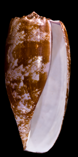 <i>Gastridium</i> (gastropod) subgenus of molluscs