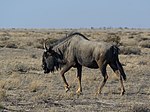 Lijst Van Herkauwers In Afrika: Familie dwergherten (Tragulidae), Familie hertachtigen (Cervidae), Familie Giraffidae