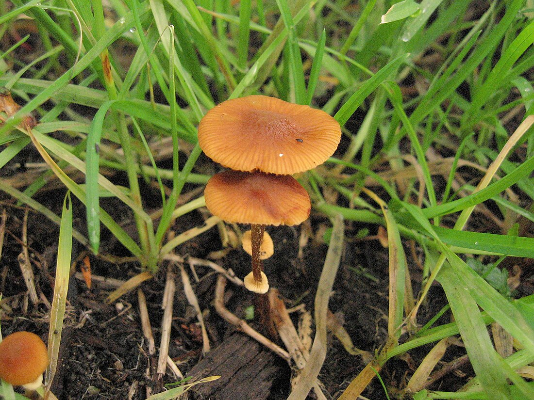 Conocybe filaris