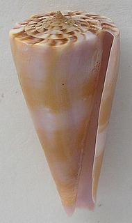 Kioconus genus of molluscs