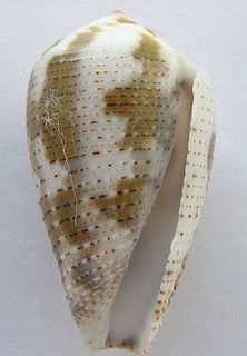 <i>Conus nigropunctatus</i> species of mollusc