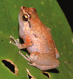 Bildebeskrivelse Cophixalus salawatiensis.jpg.