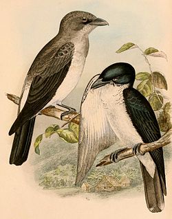 <span class="mw-page-title-main">Pied cuckooshrike</span> Species of bird