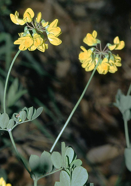 File:Coronilla coronata0 eF.jpg