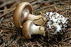 Cortinarius allutus