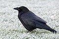 * Nomination Carrion Crow (Corvus corone) on grass covered with hoar frost. --Jastrow 07:20, 1 January 2020 (UTC) * Promotion  Support Good quality. --XRay 09:16, 1 January 2020 (UTC)