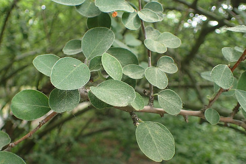 File:Cotoneaster tomentellus kz02.jpg