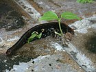 Seedling growing in a seed pod in Hong Kong.