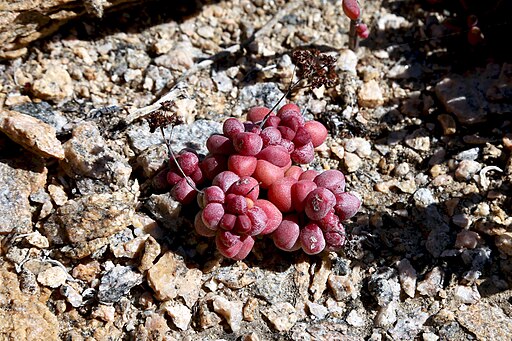 Crassula elegans subsp. elegans (Crassulaceae) (50164076881)