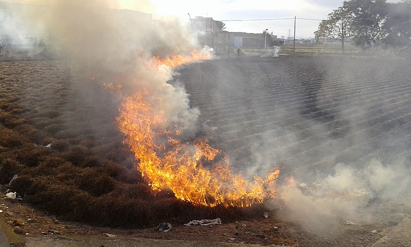 File:Cremant la palla de la xufa a Alboraia 01.jpg