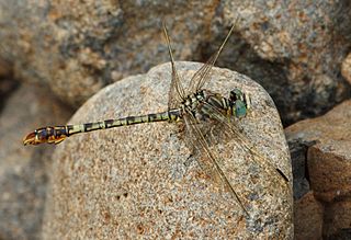 Crenigomphus hartmanni