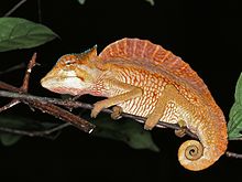 Crested chameleon, an extant reptile with a sail on its back Crested Chameleon (Trioceros cristatus) (7651130584).jpg