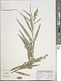 Vignette pour Crotalaria glauca