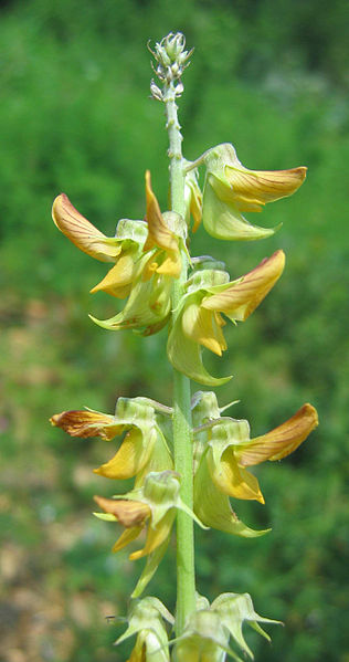 File:Crotalaria mucronata flower.jpg