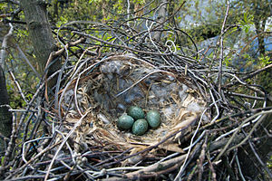 Crow Nest Moscow.jpg