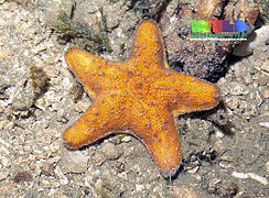 Crown sea star (Aquilonastra coronata).jpg