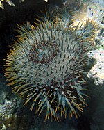 Crown-of-thorns starfish in Fiji