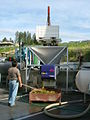 Crushing the grapes at the winery