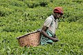 Cual worker in tea plantation