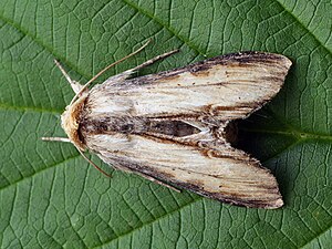 Cucullia lychnitis - Striped lychnis (40163517895).jpg