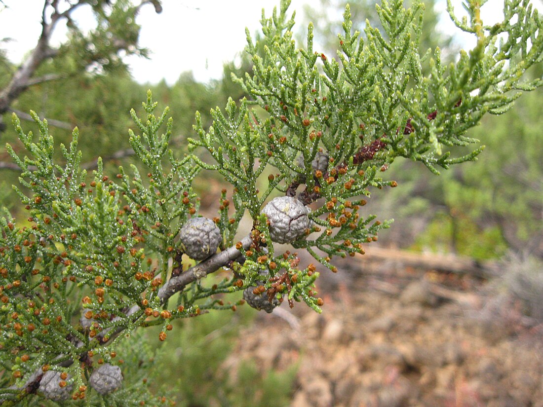 Hesperocyparis bakeri