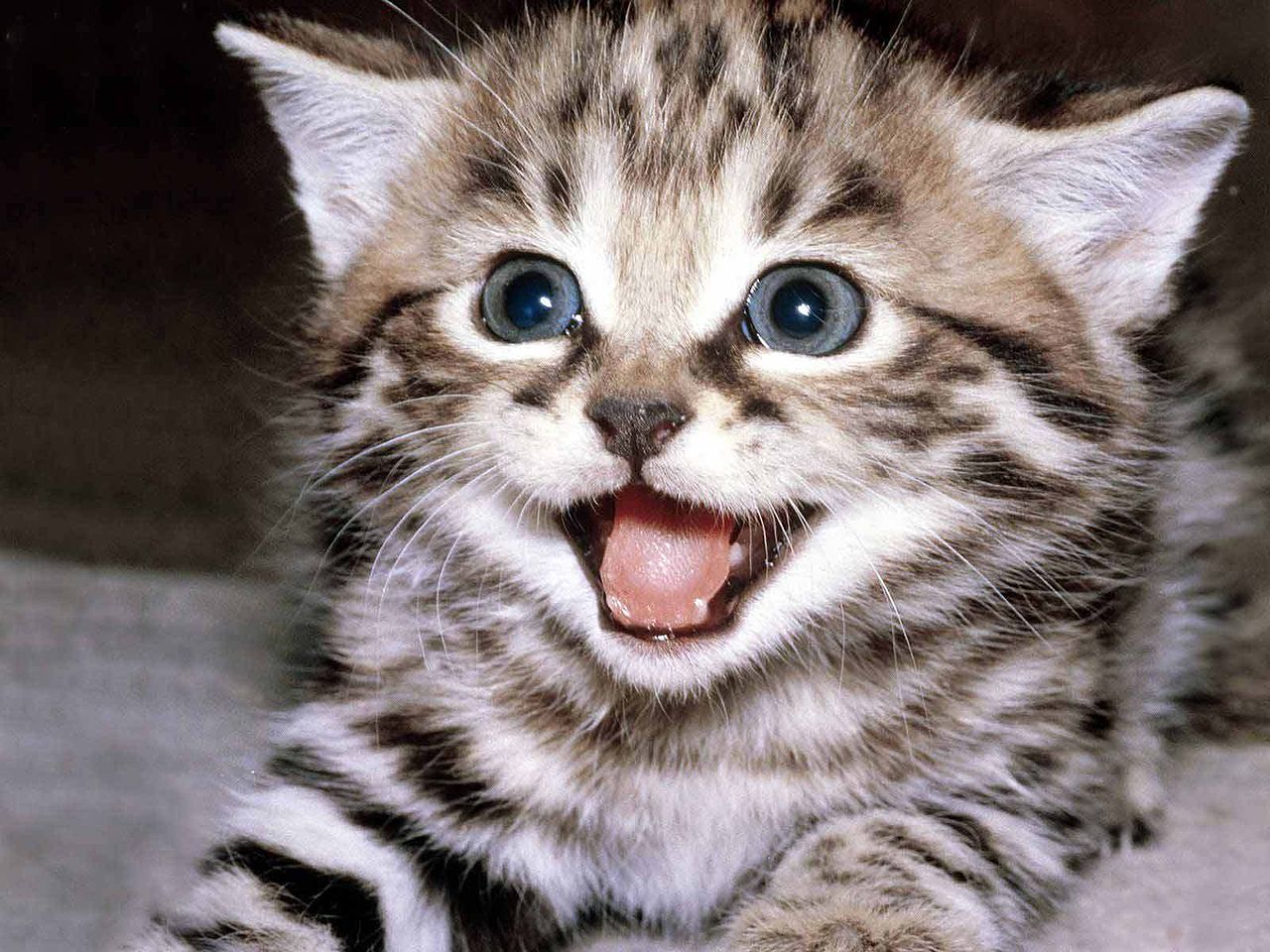 File:Cute-kittens-12929201-1600-1200.jpg - Wikimedia Commons