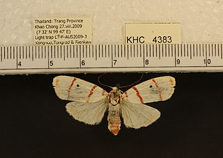 <i>Cyana perornata</i> species of insect