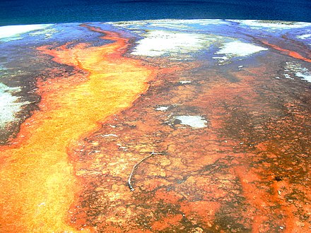 Looking like an image from space, mattes of cyanobacteria thrive in the scalding waters of Biscuit Basin.