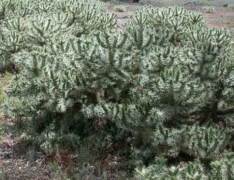 Cylindropuntia imbricata subsp. rosea