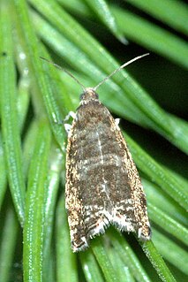 <i>Cymolomia hartigiana</i> Species of moth