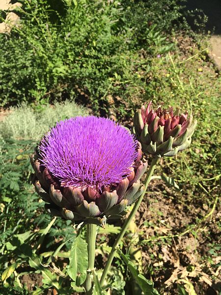 File:Cynara scolymus at the Pisa botanic garden.jpg