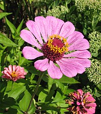 Zinnia elegans