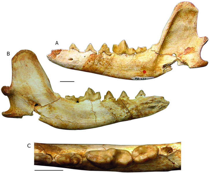 File:Cyonarctos dessei.png