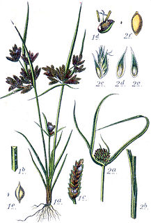 <i>Cyperus michelianus</i> Species of sedge