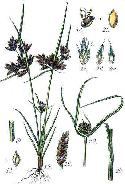 File:Cyperaceae spp Sturm2.jpg