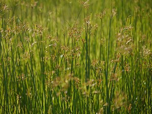 Cyperus corymbosus.jpg