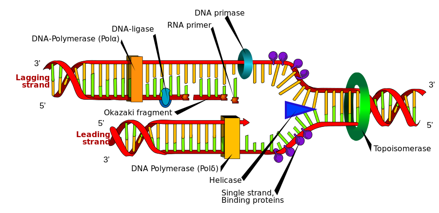 Bidirectional replication of DNA