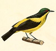 Dacnis flaviventer (Yellow-bellied Dacnis), drawing