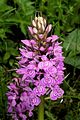 Dactylorhiza purpurella