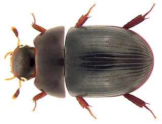 Coelostomatini Tribe of beetles